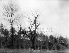 Canadian Forestry Corps?